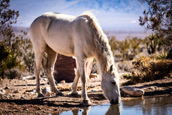 A horse drinking water from a pond at Las Vegas Rock, near Rainbow Quarry.